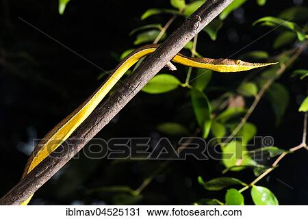 Madagascar Madagascar leaf-nosed snake (Langaha madagascariensis), Ankarafantsika National Park, Northwest Madagascar, Madagascar, Africa View Large Photo Image Stock Image - Madagascar Madagascar leaf-nosed snake (Langaha madagascariensis), Ankarafantsika National Park, Northwest Madagascar, Madagascar, Africa. Fotosearch