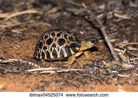 Picture - Madagascar Radiated tortoise (Astrochelys radiata), Arboretum d' Andtsokay, Madagascar, Africa. Fotosearch