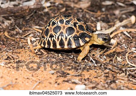 Madagascar Radiated tortoise (Astrochelys radiata), Arboretum d' Andtsokay, Madagascar, Africa View Large Photo Image Stock Image - Madagascar Radiated tortoise (Astrochelys radiata), Arboretum d' Andtsokay, Madagascar, Africa. Fotosearch
