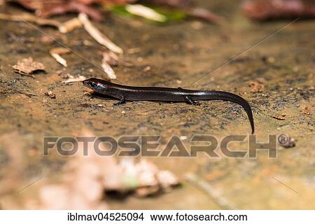 Madagascar Skink (Madagascincus melanopleura), male, Andasibe National Park, Madagascar, Africa View Large Photo Image Picture - Madagascar Skink (Madagascincus melanopleura), male, Andasibe National Park, Madagascar, Africa. Fotosearch