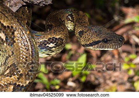 Madagascar tree boa (Sanzinia madagascariensis) on branch, Analamazoatra Special Reserve, Madagascar, Africa View Large Photo Image Stock Photo - Madagascar tree boa (Sanzinia madagascariensis) on branch, Analamazoatra Special Reserve, Madagascar, Africa. Fotosearch
