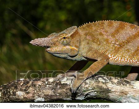 Madagascar two-horned chameleon (Furcifer bifidus), male, Andasibe National Park, Alaotra-Mangoro, Madagascar, Africa View Large Photo Image Stock Photograph - Madagascar two-horned chameleon (Furcifer bifidus), male, Andasibe National Park, Alaotra-Mangoro, Madagascar, Africa. Fotosearch