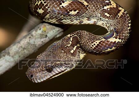 Madagascarboa (Acrantophis madagascariensis), Kirindy National Park, Madagascar, Africa View Large Photo Image Stock Image - Madagascarboa (Acrantophis madagascariensis), Kirindy National Park, Madagascar, Africa. Fotosearch