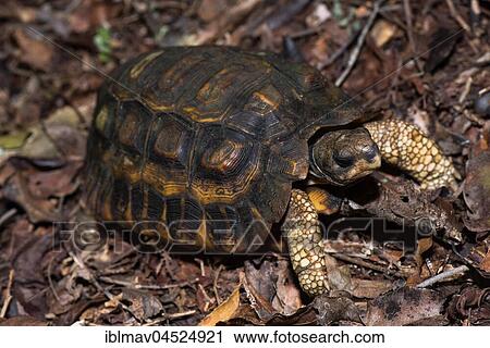 Madegassian flatback turtle (Pyxis planicauda), Kirindy National Park, Madagascar, Africa View Large Photo Image Stock Image - Madegassian flatback turtle (Pyxis planicauda), Kirindy National Park, Madagascar, Africa. Fotosearch