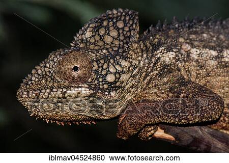 Malagasy giant chameleon (Furcifer oustaleti), Portrait, Male, Province of Antananarivo, Madagascar, Africa View Large Photo Image Stock Image - Malagasy giant chameleon (Furcifer oustaleti), Portrait, Male, Province of Antananarivo, Madagascar, Africa. Fotosearch