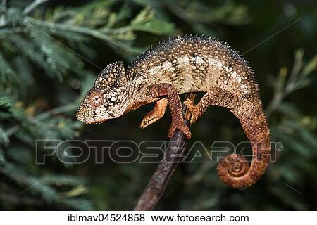 Malagasy giant chameleon (Furcifer oustaleti), male, Province of Antananarivo, Madagascar, Africa View Large Photo Image Stock Photo - Malagasy giant chameleon (Furcifer oustaleti), male, Province of Antananarivo, Madagascar, Africa. Fotosearch