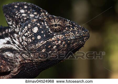 Malagasy giant chameleon (Furcifer oustaleti), male, Kirindy National Park, Madagascar, Africa View Large Photo Image Stock Photo - Malagasy giant chameleon (Furcifer oustaleti), male, Kirindy National Park, Madagascar, Africa. Fotosearch