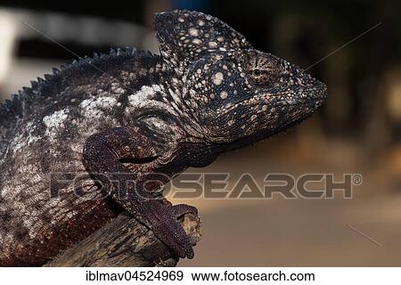 Malagasy giant chameleon (Furcifer oustaleti), male, Kirindy National Park, Madagascar, Africa View Large Photo Image Stock Photo - Malagasy giant chameleon (Furcifer oustaleti), male, Kirindy National Park, Madagascar, Africa. Fotosearch