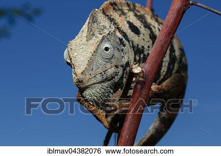Stock Photograph - Malagasy giant chameleon (Furcifer oustaleti), female, Amborondolo, Sofia, Central Madagascar, Madagascar, Africa. Fotosearch