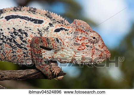 Malagasy giant chameleon (Furcifer oustaleti), Portrait, Female, Kirindy National Park, Madagascar, Africa View Large Photo Image Stock Photograph - Malagasy giant chameleon (Furcifer oustaleti), Portrait, Female, Kirindy National Park, Madagascar, Africa. Fotosearch
