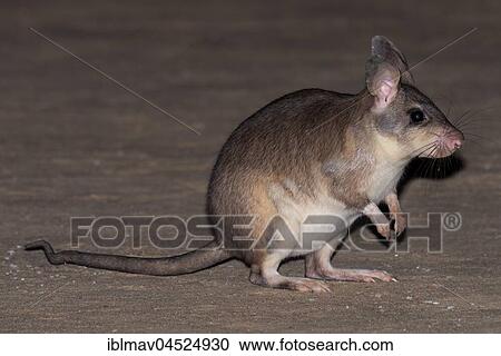 Malagasy giant rat (Hypogeomys antimena), Kirindy National Park, Madagascar, Africa View Large Photo Image Stock Image - Malagasy giant rat (Hypogeomys antimena), Kirindy National Park, Madagascar, Africa. Fotosearch