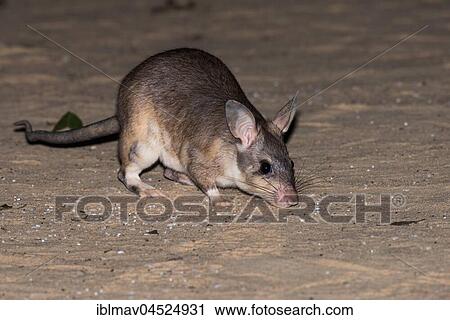 Malagasy giant rat (Hypogeomys antimena), sniffing, Kirindy National Park, Madagascar, Africa View Large Photo Image Stock Image - Malagasy giant rat (Hypogeomys antimena), sniffing, Kirindy National Park, Madagascar, Africa. Fotosearch