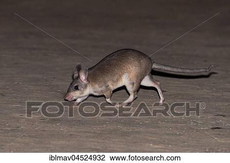Malagasy giant rat (Hypogeomys antimena), running, Kirindy National Park, Madagascar, Africa View Large Photo Image Stock Image - Malagasy giant rat (Hypogeomys antimena), running, Kirindy National Park, Madagascar, Africa. Fotosearch