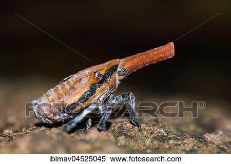 Malagasy lantern bug (Zanna madagascariensis), Anja Community Reserve, Madagascar, Africa View Large Photo Image Stock Photography - Malagasy lantern bug (Zanna madagascariensis), Anja Community Reserve, Madagascar, Africa. Fotosearch