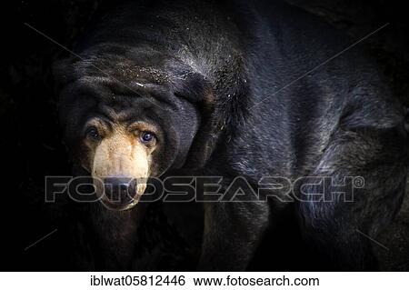 Stock Photograph - Malayan Sun Bear (Aelarctos malayanus), vulnerable, rapidly declining, down 30 percent due to deforestation, hunting and use in traditional Chinese medicine, France, Europe. Fotosearch