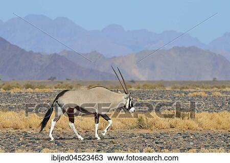 Male Gemsbok (Oryx gazella) walking, Namib-Naukluft National Park, Namibia, Africa View Large Photo Image Stock Image - Male Gemsbok (Oryx gazella) walking, Namib-Naukluft National Park, Namibia, Africa. Fotosearch