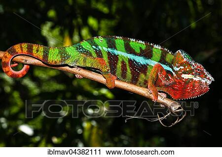 Stock Image - Male panther chameleon (Furcifer Pardalis) on branch, Ambilobe, Diana, Madagascar, Africa. Fotosearch