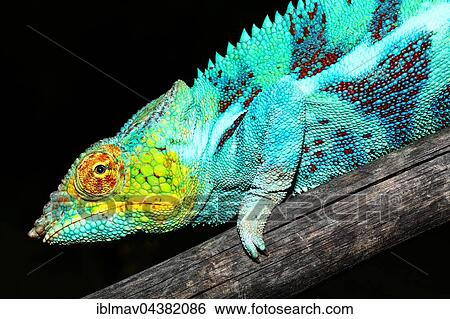 Male panther chameleon (Furcifer Pardalis) on branch, Ambanja, Diana, Madagascar, Africa View Large Photo Image Stock Photograph - Male panther chameleon (Furcifer Pardalis) on branch, Ambanja, Diana, Madagascar, Africa. Fotosearch