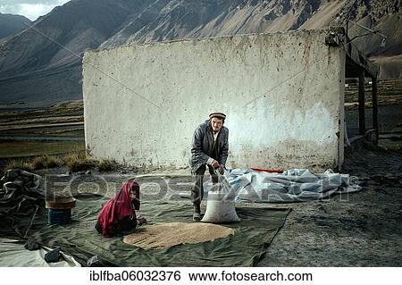 Man and woman filling threshed wheat into bags, members of the ethnic group of the sedentary Wakhi, Saradh-e-Broghil, Wakhan Corridor, Afghanistan, Asia View Large Photo Image Stock Photograph - Man and woman filling threshed wheat into bags, members of the ethnic group of the sedentary Wakhi, Saradh-e-Broghil, Wakhan Corridor, Afghanistan, Asia. Fotosearch