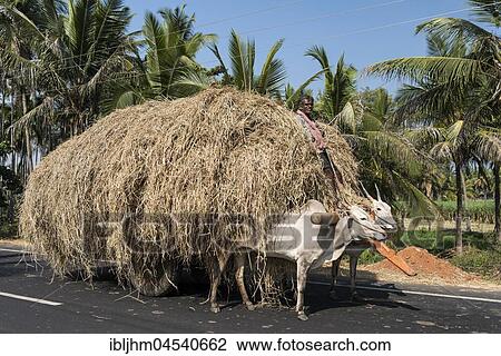 Man on ox cart, loaded with straw, near Mysuru, Karnataka, India, Asia View Large Photo Image Stock Image - Man on ox cart, loaded with straw, near Mysuru, Karnataka, India, Asia. Fotosearch