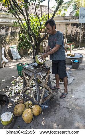 Man opening a coconut, Daerah Istimewa Yogyakarta, Java Tengah, Indonesia, Asia View Large Photo Image Stock Image - Man opening a coconut, Daerah Istimewa Yogyakarta, Java Tengah, Indonesia, Asia. Fotosearch