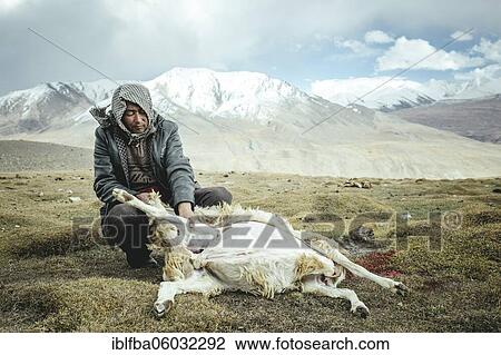 Man skinning a slaughtered sheep, Kyrgyz nomads, behind them the snowy mountains of the Hindu Kush, Khadz Goz, Wakhan Corridor, Badakhshan, Afghanistan, Asia View Large Photo Image Stock Image - Man skinning a slaughtered sheep, Kyrgyz nomads, behind them the snowy mountains of the Hindu Kush, Khadz Goz, Wakhan Corridor, Badakhshan, Afghanistan, Asia. Fotosearch