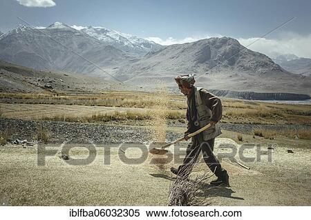Man throws threshed grains of grain into the air with a shovel, he separates the chaff from the wheat, sedentary Wakhi, behind him the mountains of the Hindu Kush, Wakhan Corridor, Saradh-e-Broghil, Afghani View Large Photo Image Stock Photography - Man throws threshed grains of grain into the air with a shovel, he separates the chaff from the wheat, sedentary Wakhi, behind him the mountains of the Hindu Kush, Wakhan Corridor, Saradh-e-Broghil, Afghani. Fotosearch