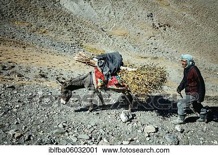 Man walking through barren mountain landscape, donkey loaded with firewood, Broghil Pass, Wakhan Corridor, Badakhshan, Afghanistan, Asia View Large Photo Image Stock Image - Man walking through barren mountain landscape, donkey loaded with firewood, Broghil Pass, Wakhan Corridor, Badakhshan, Afghanistan, Asia. Fotosearch
