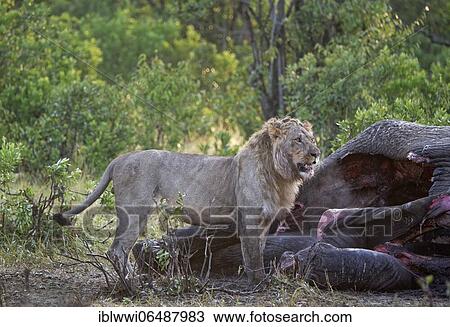 Maned lion (Panthera leo) at dawn on the carcass of an old bull elephant, Masai Mara Game Reserve, Kenya, Africa View Large Photo Image Stock Image - Maned lion (Panthera leo) at dawn on the carcass of an old bull elephant, Masai Mara Game Reserve, Kenya, Africa. Fotosearch