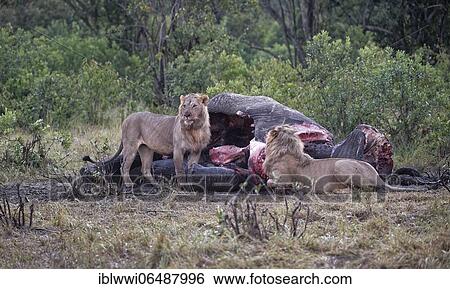 Stock Photograph - Maned lion (Panthera leo) at dawn on the carcass of an old bull elephant, Masai Mara Game Reserve, Kenya, Africa. Fotosearch