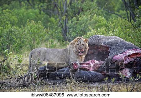 Stock Photography - Maned lion (Panthera leo) at dawn on the carcass of an old bull elephant, Masai Mara Game Reserve, Kenya, Africa. Fotosearch