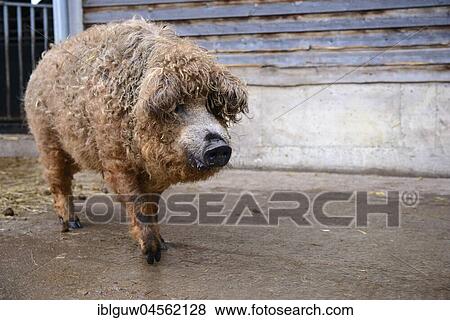 Mangalitsa pig, (Sus scrofa domestica), Swabian Alb, Baden-Württemberg, Germany, Europe View Large Photo Image Stock Photo - Mangalitsa pig, (Sus scrofa domestica), Swabian Alb, Baden-Württemberg, Germany, Europe. Fotosearch