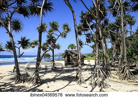 Mangroves with aerial roots on White Beach, Tanna Island, Vanuatu, South Seas, Oceania View Large Photo Image Stock Photo - Mangroves with aerial roots on White Beach, Tanna Island, Vanuatu, South Seas, Oceania. Fotosearch