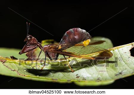 Mantis fly (Mantispoidea sp. ), Andasibe National Park, Madagascar, Africa View Large Photo Image Stock Image - Mantis fly (Mantispoidea sp. ), Andasibe National Park, Madagascar, Africa. Fotosearch