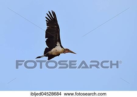 Marabou stork (Leptoptilos crumeniferus), adult in flight, Kruger National Park, South Africa, Africa View Large Photo Image Picture - Marabou stork (Leptoptilos crumeniferus), adult in flight, Kruger National Park, South Africa, Africa. Fotosearch