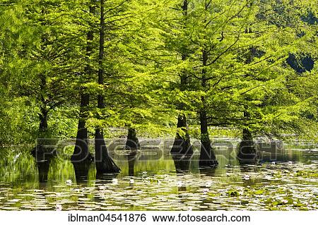 Marsh cypresses, castle lot Dennenlohe, dennenlohe near Unterschwaningen, Franconian Lake District, Middle Franconia, Franconia, Bavaria, Germany, Europe View Large Photo Image Stock Photograph - Marsh cypresses, castle lot Dennenlohe, dennenlohe near Unterschwaningen, Franconian Lake District, Middle Franconia, Franconia, Bavaria, Germany, Europe. Fotosearch