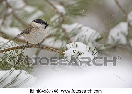 Marsh tit (Poecile palustris) on snow-covered pine branch in winter, Central Elbe Biosphere Reserve, Saxony-Anhalt, Germany, Europe View Large Photo Image Stock Photo - Marsh tit (Poecile palustris) on snow-covered pine branch in winter, Central Elbe Biosphere Reserve, Saxony-Anhalt, Germany, Europe. Fotosearch