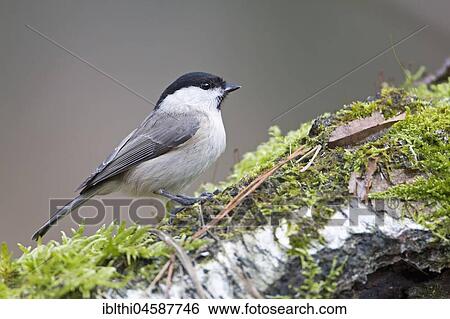 Marsh tit (Poecile palustris) on moss-covered tree trunk, Central Elbe Biosphere Reserve, Saxony-Anhalt, Germany, Europe View Large Photo Image Stock Photograph - Marsh tit (Poecile palustris) on moss-covered tree trunk, Central Elbe Biosphere Reserve, Saxony-Anhalt, Germany, Europe. Fotosearch