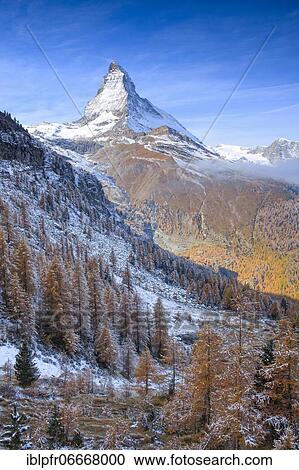 Matterhorn and larch, Valais, Switzerland, Europe View Large Photo Image Stock Image - Matterhorn and larch, Valais, Switzerland, Europe. Fotosearch