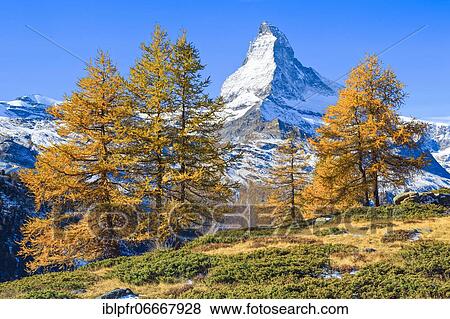 Stock Photo - Matterhorn and larch, Valais, Switzerland, Europe. Fotosearch