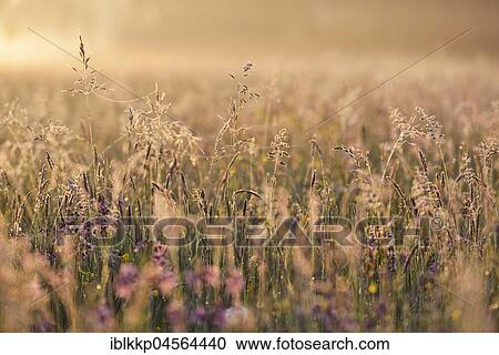 Stock Image - Meadow in the morning light, biosphere reserve Oberlausitzer Heide- und Teichlandschaft, near Boxberg, Saxony, Germany, Europe. Fotosearch