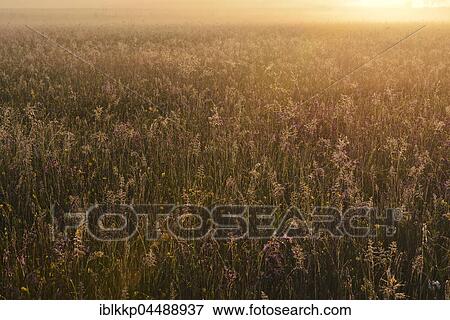 Stock Photo - Meadow in the morning light, biosphere reserve Oberlausitzer Heide- und Teichlandschaft, near Boxberg, Saxony, Germany, Europe. Fotosearch