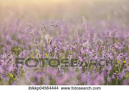Picture - Meadow with Ragged Robins (Lychnis flos-cuculi), biosphere reserve Oberlausitzer Heide- und Teichlandschaft, near Boxberg, Saxony, Germany, Europe. Fotosearch