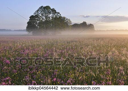 Meadow with Ragged Robins (Lychnis flos-cuculi) in the morning mist, biosphere reserve Oberlausitzer Heide- und Teichlandschaft, near Boxberg, Saxony, Germany, Europe View Large Photo Image Stock Image - Meadow with Ragged Robins (Lychnis flos-cuculi) in the morning mist, biosphere reserve Oberlausitzer Heide- und Teichlandschaft, near Boxberg, Saxony, Germany, Europe. Fotosearch