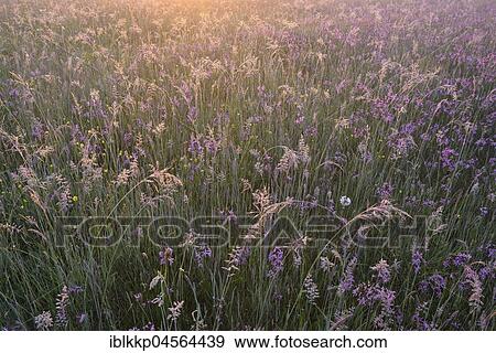 Meadow with Ragged Robins (Lychnis flos-cuculi) in the morning light, biosphere reserve Oberlausitzer Heide- und Teichlandschaft, near Boxberg, Saxony, Germany, Europe View Large Photo Image Stock Photo - Meadow with Ragged Robins (Lychnis flos-cuculi) in the morning light, biosphere reserve Oberlausitzer Heide- und Teichlandschaft, near Boxberg, Saxony, Germany, Europe. Fotosearch