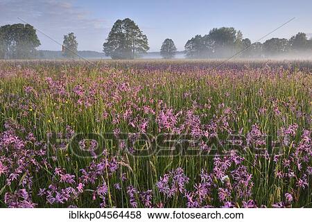 Meadow with Ragged Robins (Lychnis flos-cuculi) in the morning mist, biosphere reserve Oberlausitzer Heide- und Teichlandschaft, near Boxberg, Saxony, Germany, Europe View Large Photo Image Stock Photo - Meadow with Ragged Robins (Lychnis flos-cuculi) in the morning mist, biosphere reserve Oberlausitzer Heide- und Teichlandschaft, near Boxberg, Saxony, Germany, Europe. Fotosearch