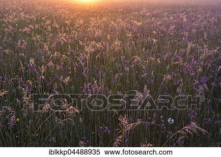 Meadow with Ragged Robins (Lychnis flos-cuculi) in the morning light, biosphere reserve Oberlausitzer Heide- und Teichlandschaft, near Boxberg, Saxony, Germany, Europe View Large Photo Image Stock Photography - Meadow with Ragged Robins (Lychnis flos-cuculi) in the morning light, biosphere reserve Oberlausitzer Heide- und Teichlandschaft, near Boxberg, Saxony, Germany, Europe. Fotosearch