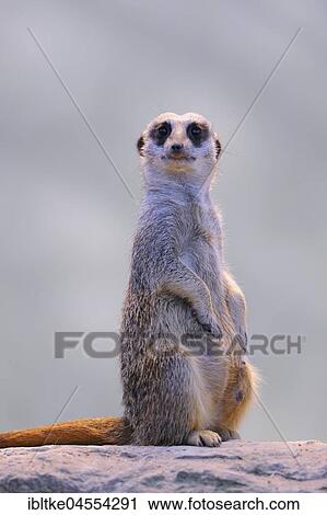 Stock Image - Meerkat (Suricata suricatta), captive, native to Africa. Fotosearch