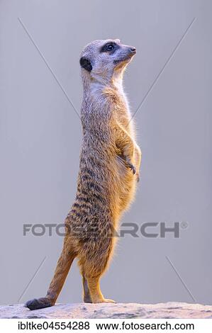Meerkat (Suricata suricatta), captive, native to Africa View Large Photo Image Stock Photo - Meerkat (Suricata suricatta), captive, native to Africa. Fotosearch