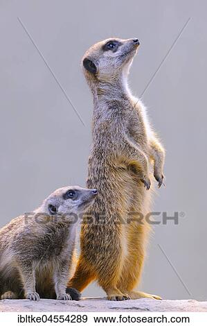 Stock Photo - Meerkat (Suricata suricatta), captive, native to Africa. Fotosearch